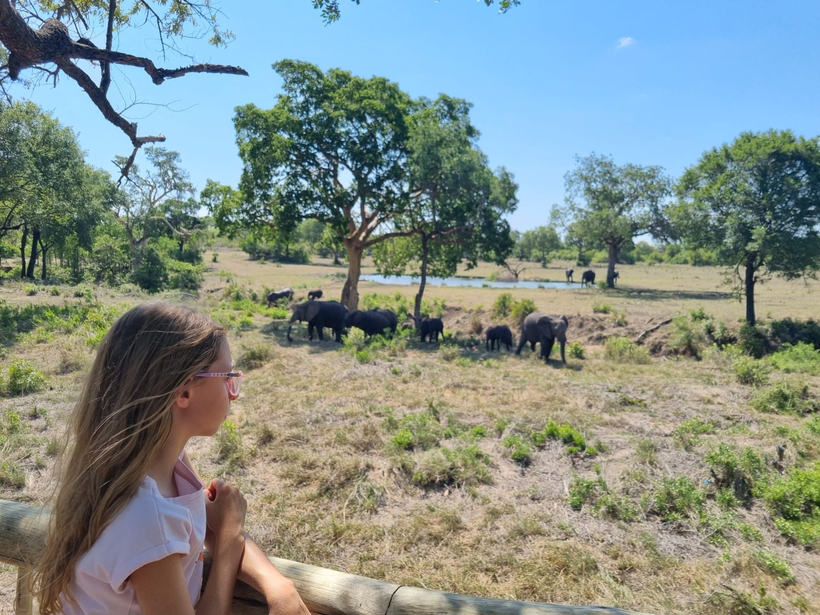 Elephants at Sabi Sabi Bush Lodge