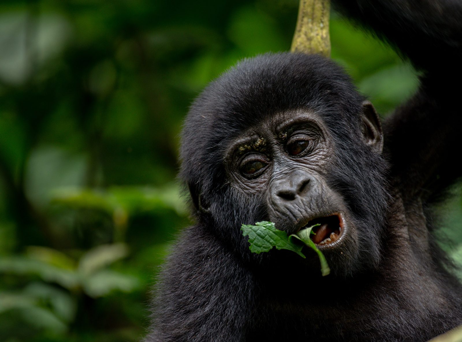 A young mountain gorilla feeding on a leaf in the rainforest