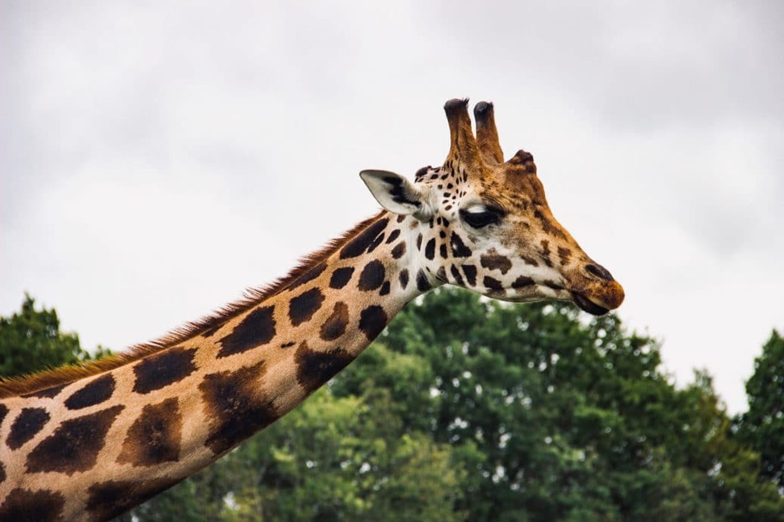 This giraffe was spotted on one of our many up-close wildlife sightings