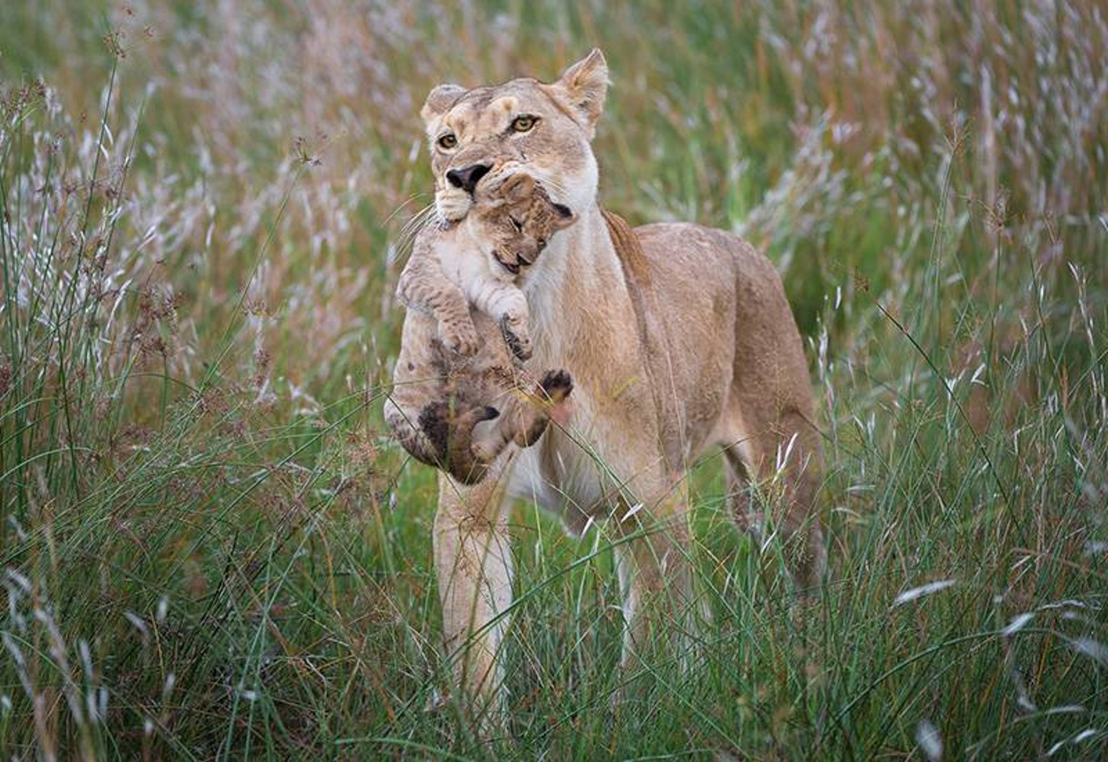 Skukuza or Lower Sabie: Which Is Best?
