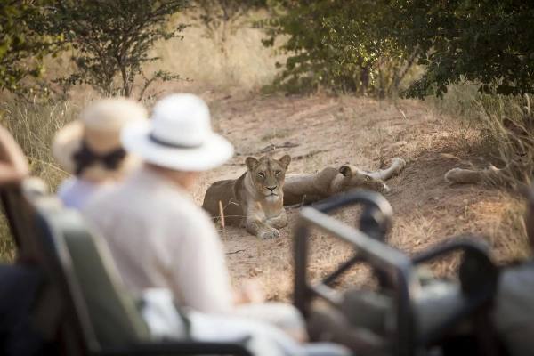 Top 5 All-Inclusive Safaris in Kruger National Park – Exclusive 2025 Specials