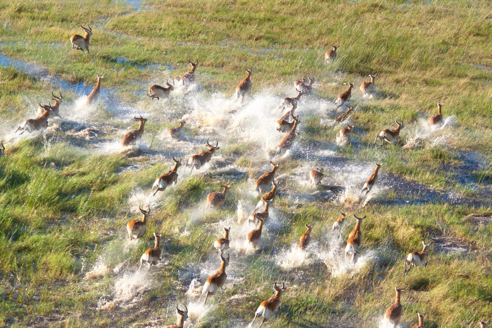 A herd of red lechwe splashing through the floodwaters of the Okavango Delta