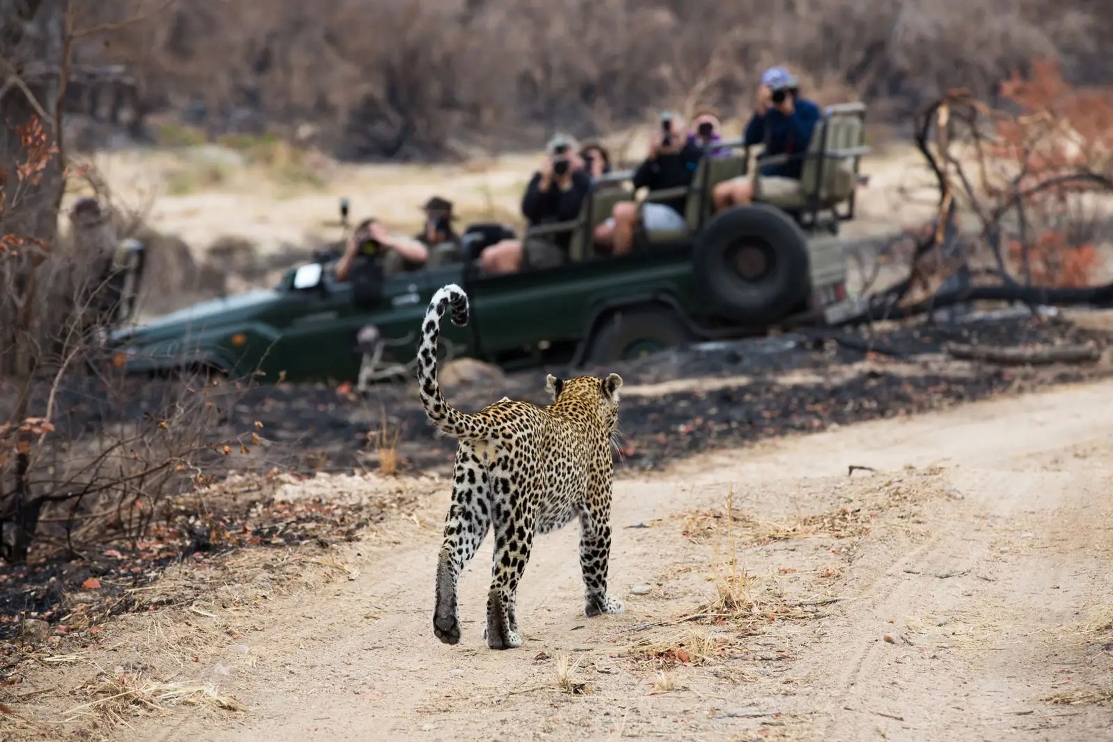 Five mistakes to avoid on your first safari
