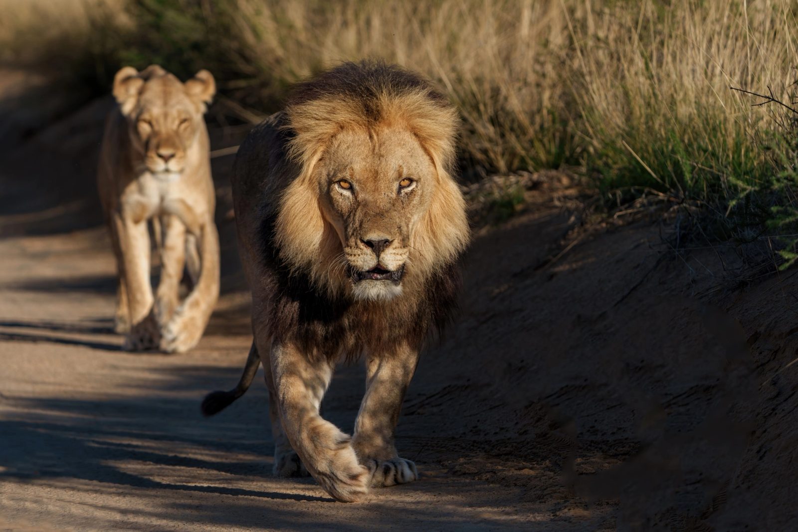 A black-maned Kalahari lion walking with a lioness at first light