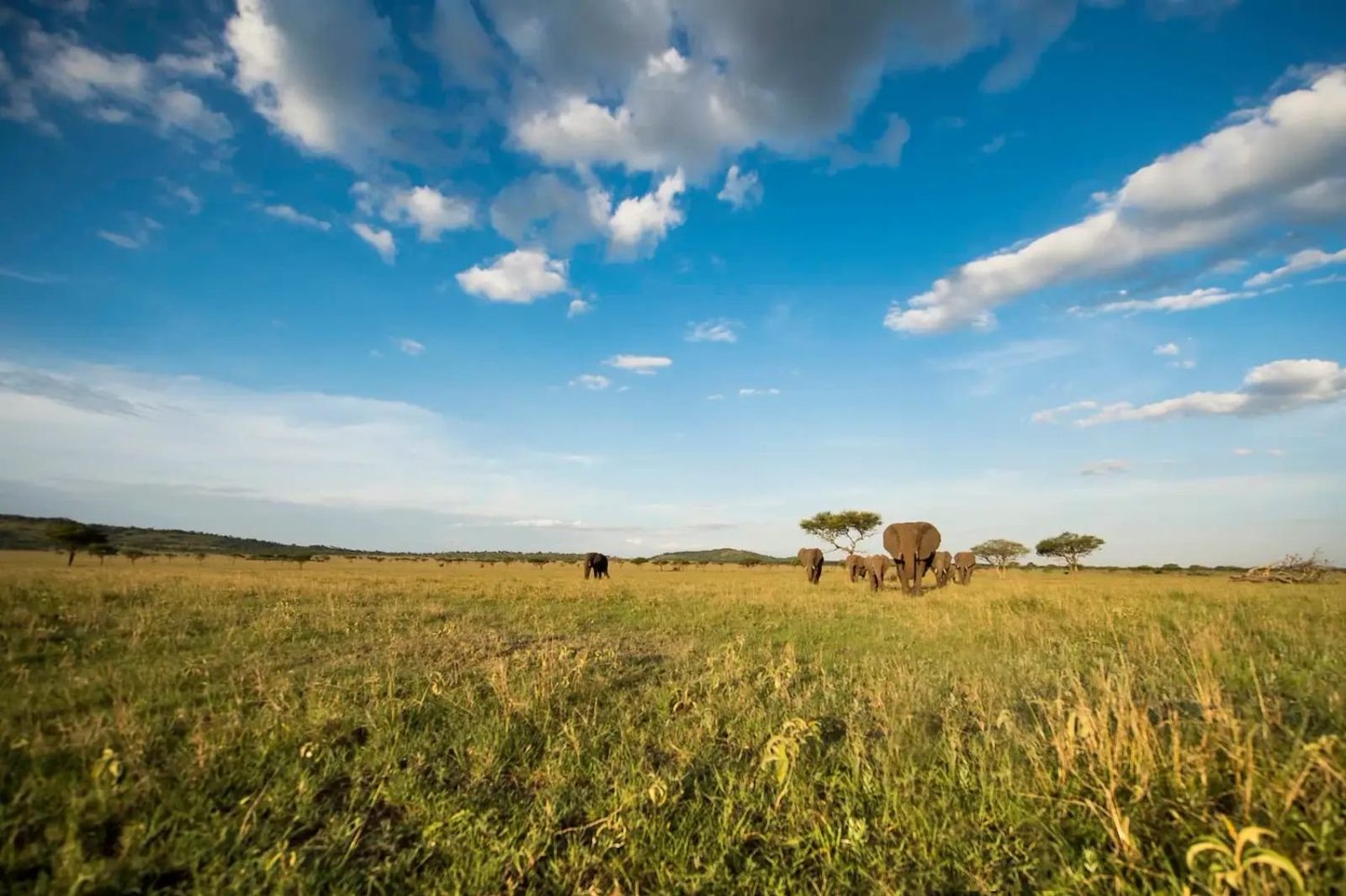 A herd of elephants on the green plains of the Serengeti under a big sky