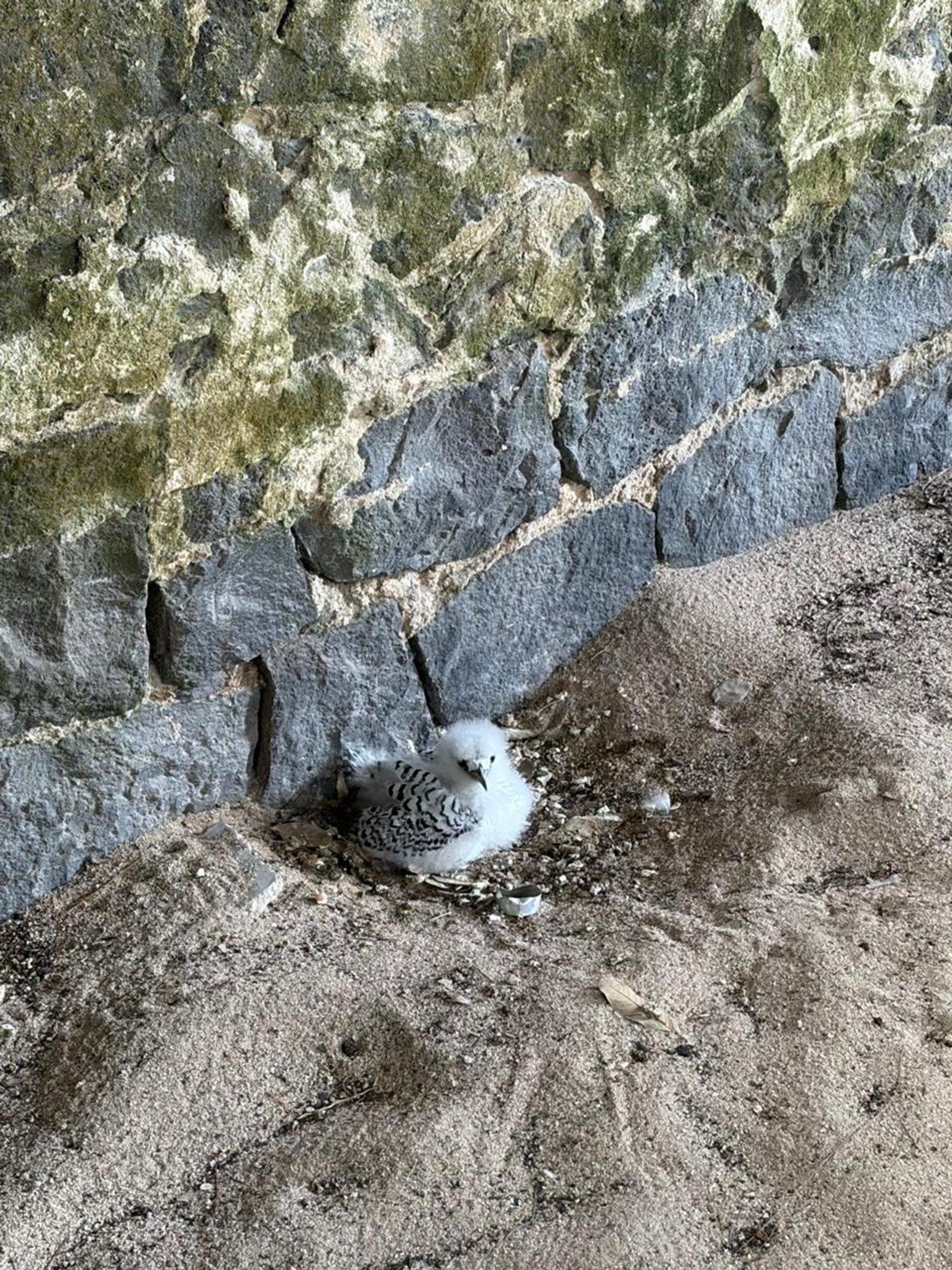 A fluffy white seabird chick nesting in the lee of weathered stone walls on Flat Island, Mauritius