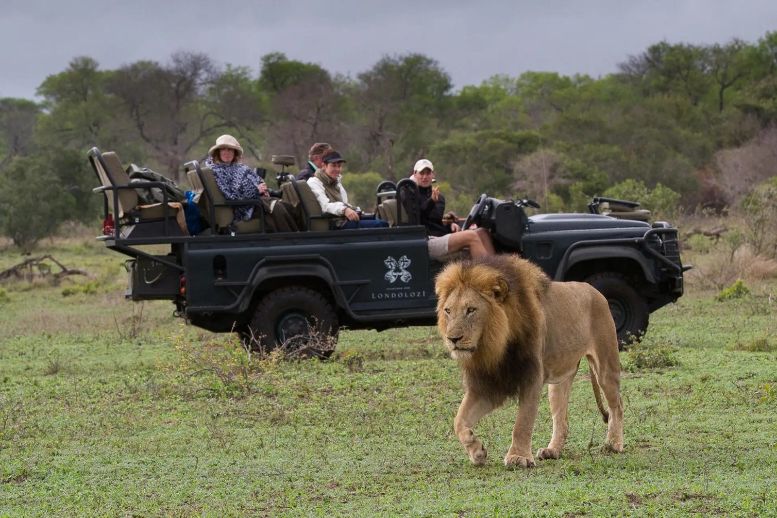 A lion is spotted near Londolozi Varty Camp