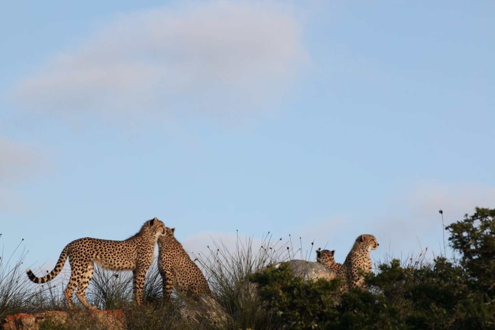 The ultimate cheetah sighting. A female with her three 10-month old cubs.