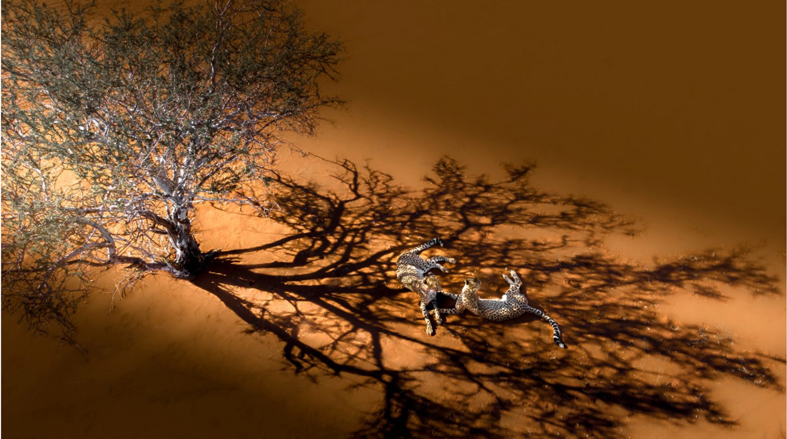 Cheetahs in Namibia. Image: Solly Levi