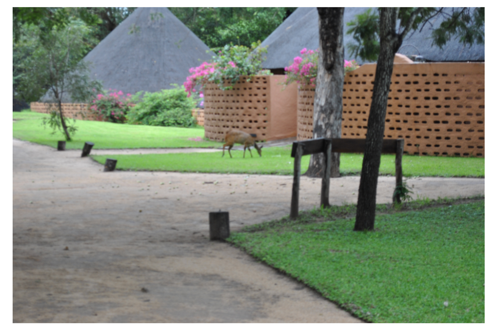 A bushbuck wandering around inside Mala Mala Sable Camp